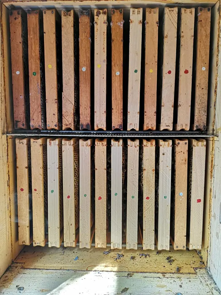 Utrinki iz čebelnjaka 14